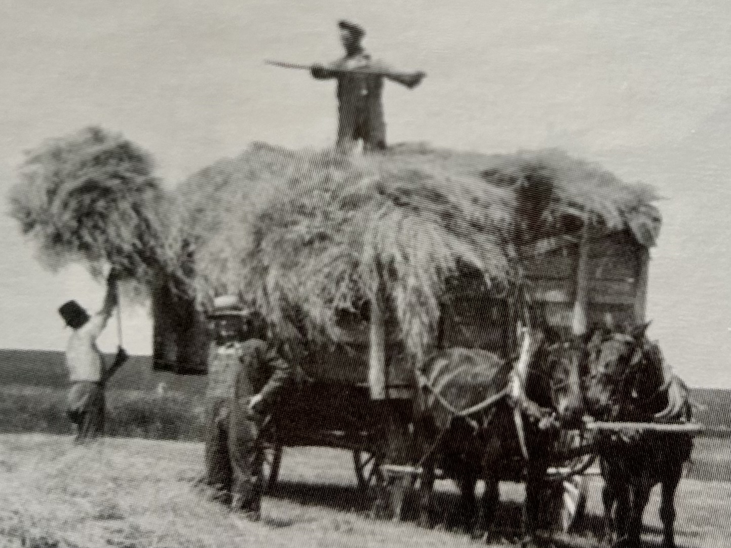 Harvesting. A period reference photograph.